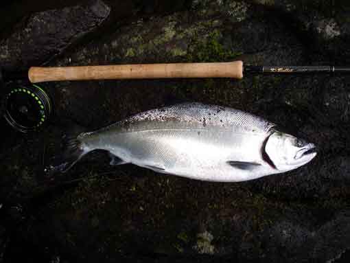 チーム K・Bullet サクラマス